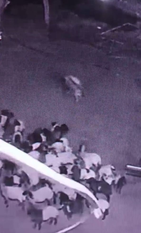 Batman’da ahıra giren kurt sürüye saldırdı: O anlar kamerada