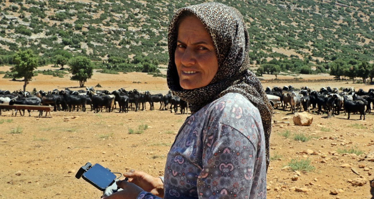 Sürüsüne dadanan kurtlar, çoban kadını dron pilotu yaptı