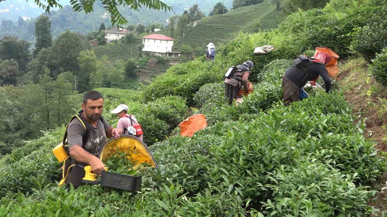 ÇAYKUR Genel Müdürü Alim: 