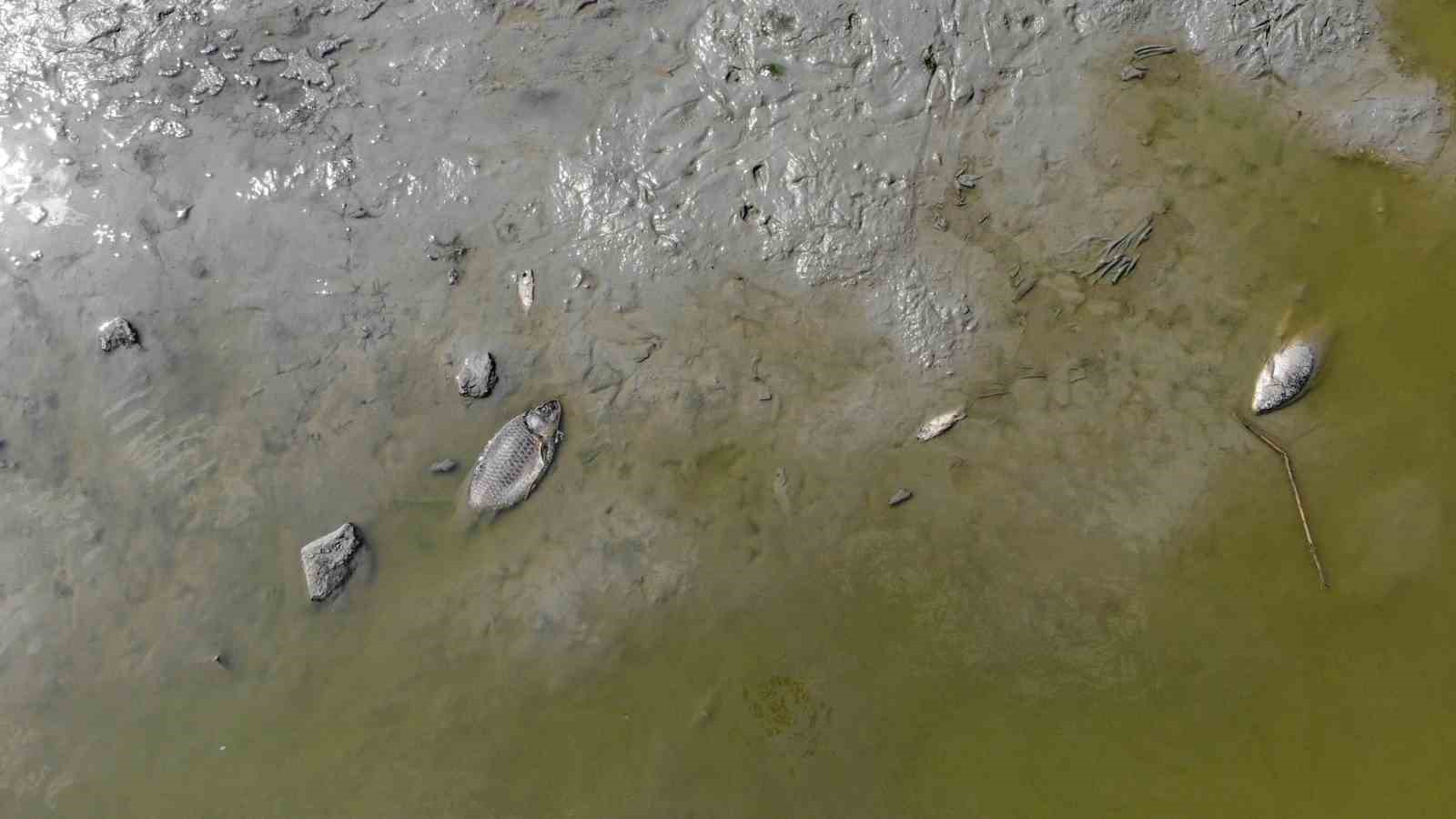 Bolu’da gölet kurudu: Yüzlerce telef olan balık havadan görüntülendi