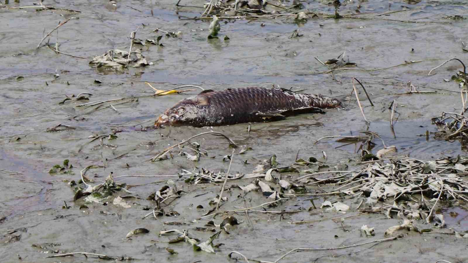 Bolu’da balık ölümlerinin yaşandığı gölde ekipler inceleme yaptı