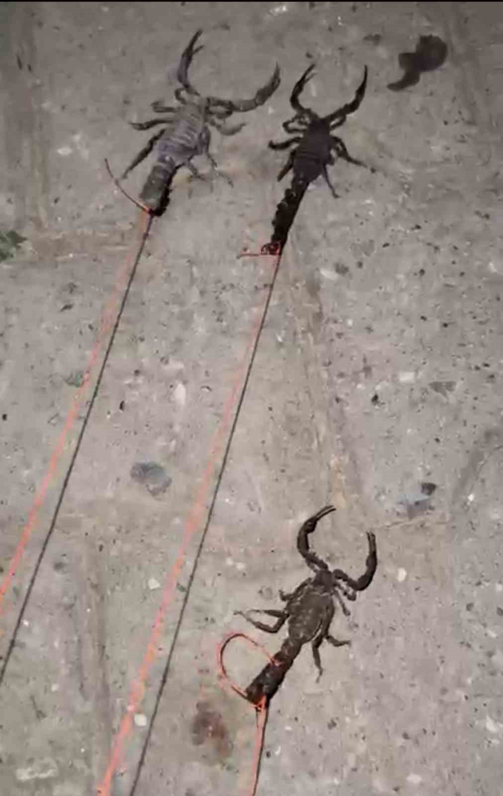 Batman’da köyü akrepler bastı; köylüler tedirgin