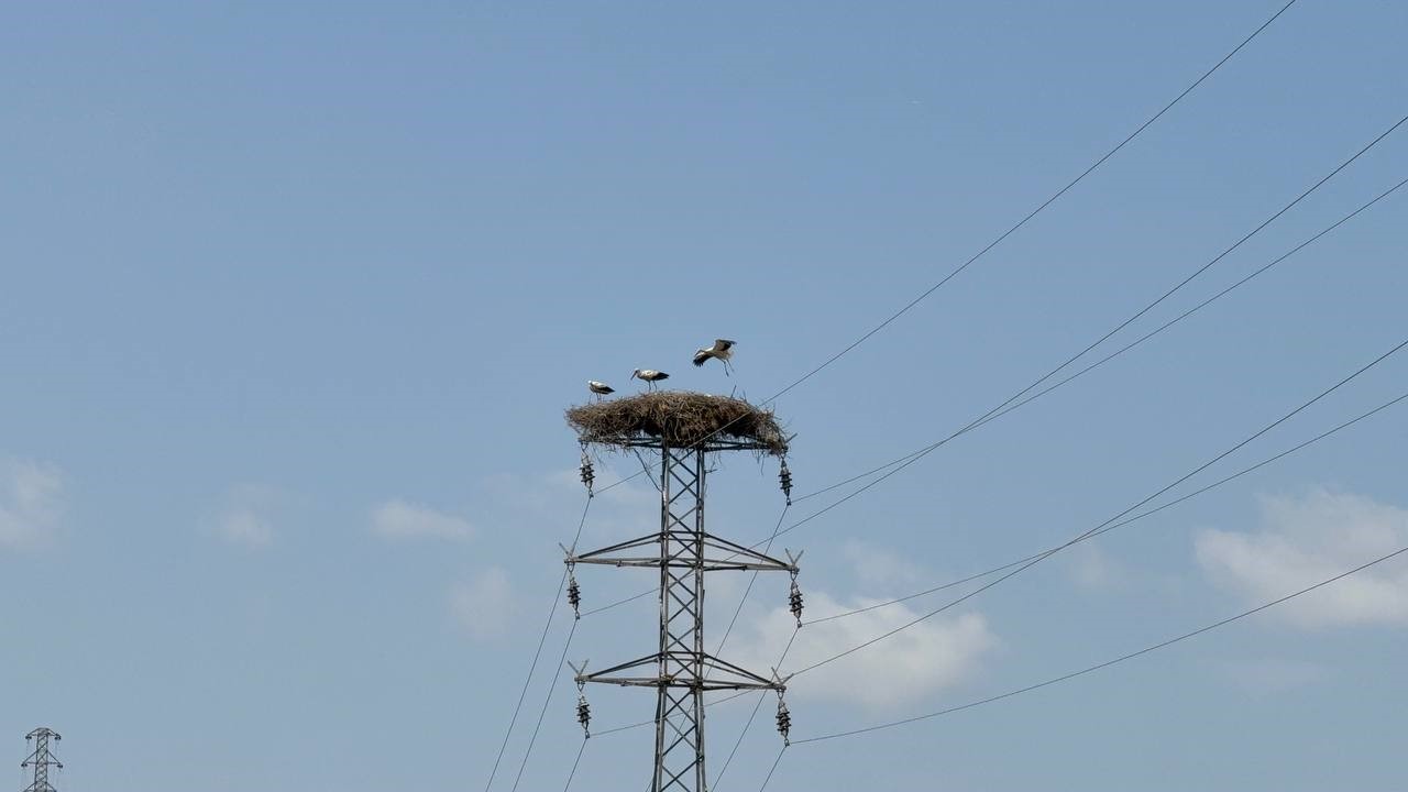 Karabük’te leylek sürüsü ve yuvaları dronla görüntülendi