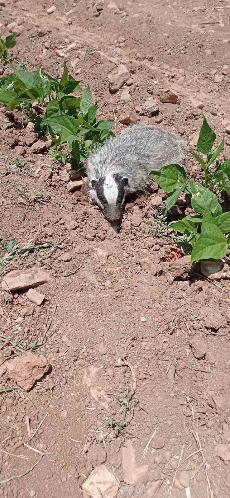 Gercüş’te nesli tükenmekte olan porsuk görüntülendi