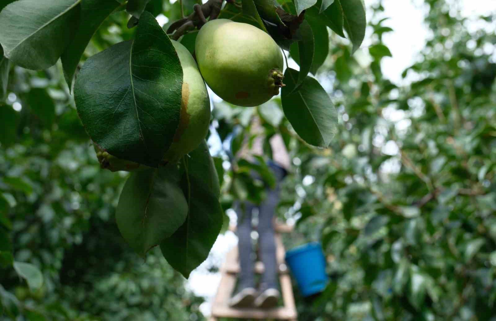 İtalyanlardan öğrenen Bursalı çiftçiler İtalyanları geride bıraktı