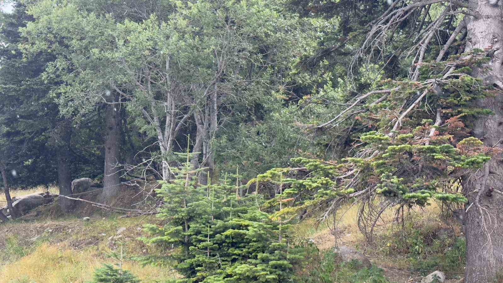 Uludağ 10 dakikalık yaz yağmuruyla serinledi