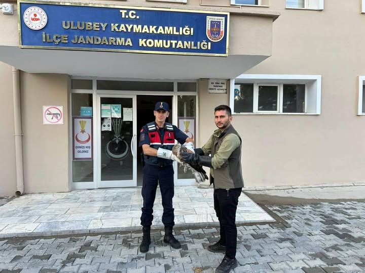 Yaralı şahinin imdadına jandarma yetişti