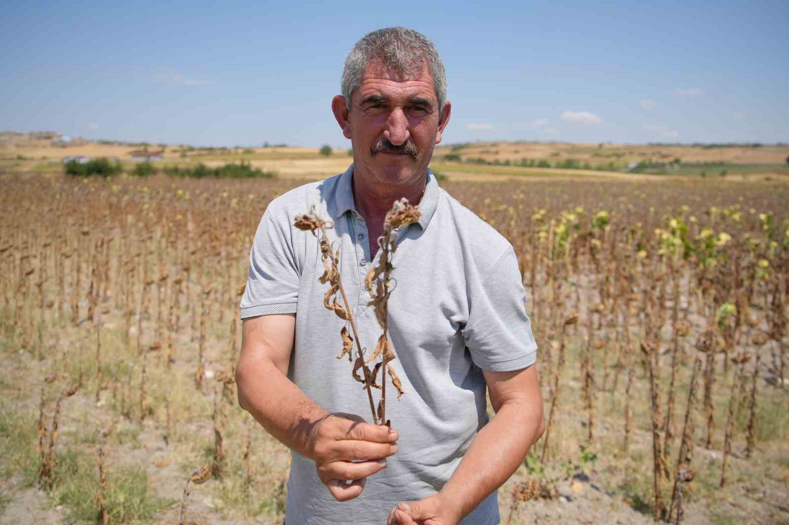 Trakya Birlik’in ayçiçeği avans fiyatına tepki: 
