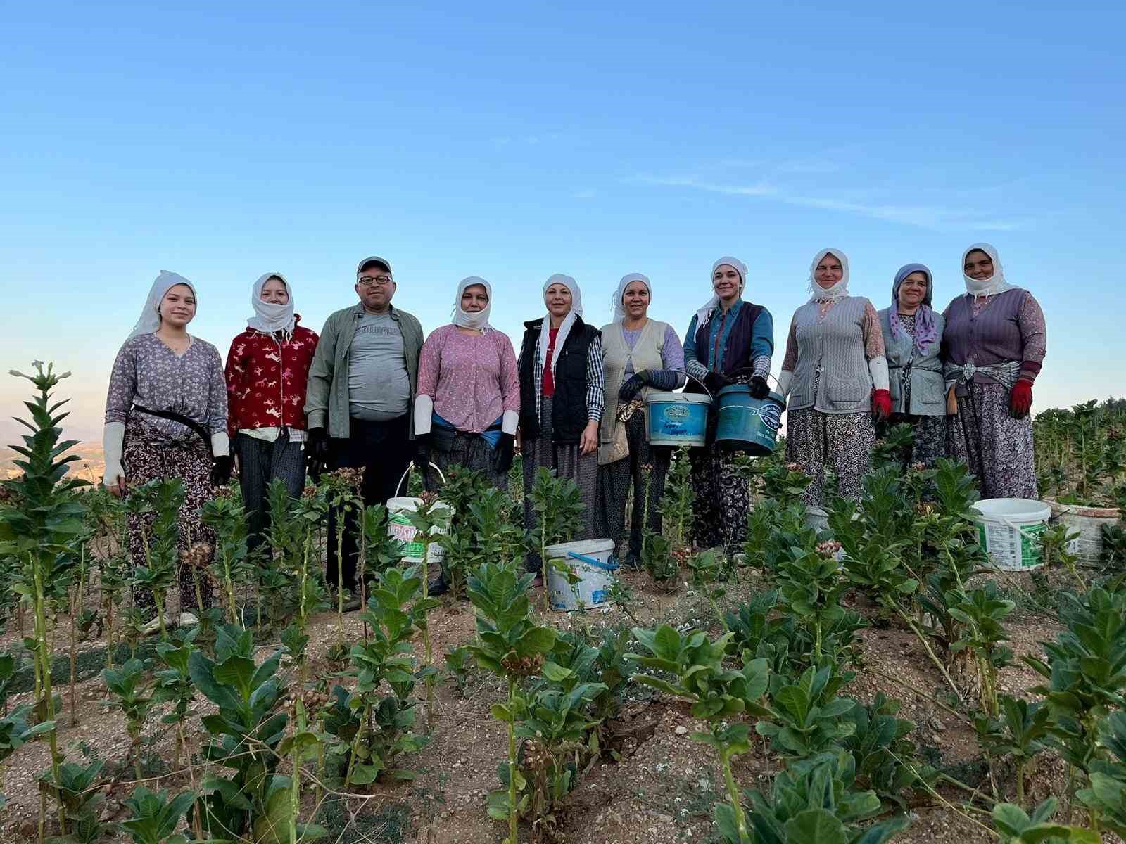 Buldan’da kekik ve tütün üreticilerinin yüzü gülüyor