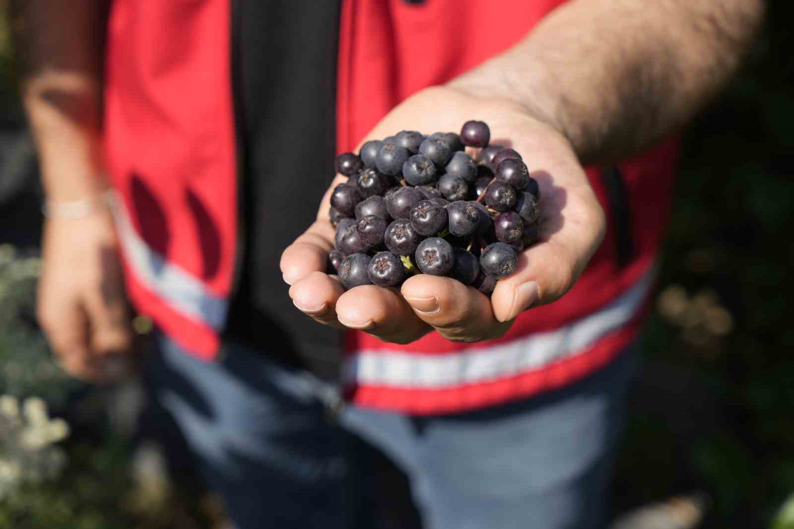 Gümüşhane’de ‘süper meyve’ aronya yüksek verime ulaştı