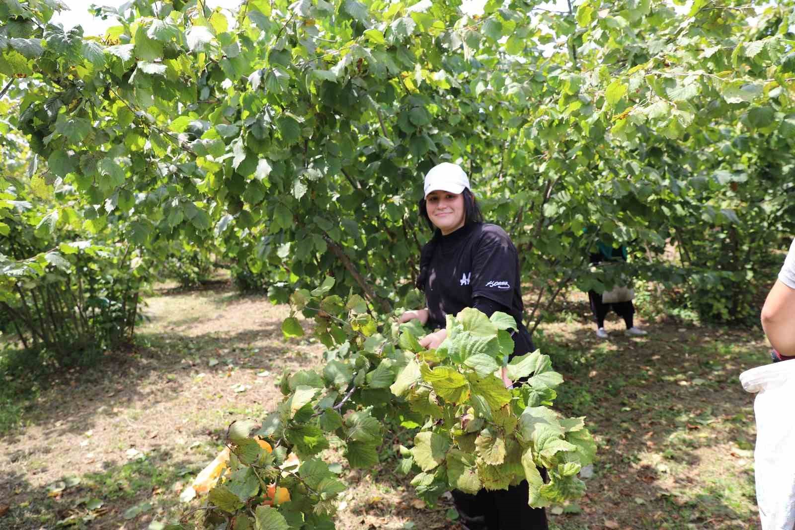 Ordu’da ’Fındık Dalda Aklın İşçide Kalmasın’ Projesi, üreticileri memnun ediyor