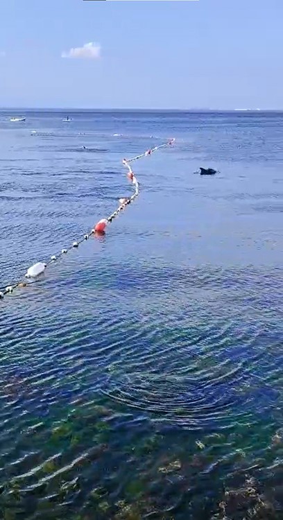 Caddebostan’da yunuslarla vatandaşın yüzme keyfi kamerada