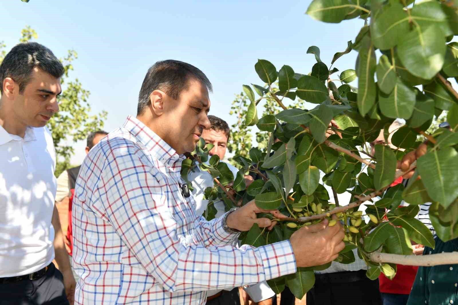 Şanlıurfa’da boz fıstık hasadı başladı
