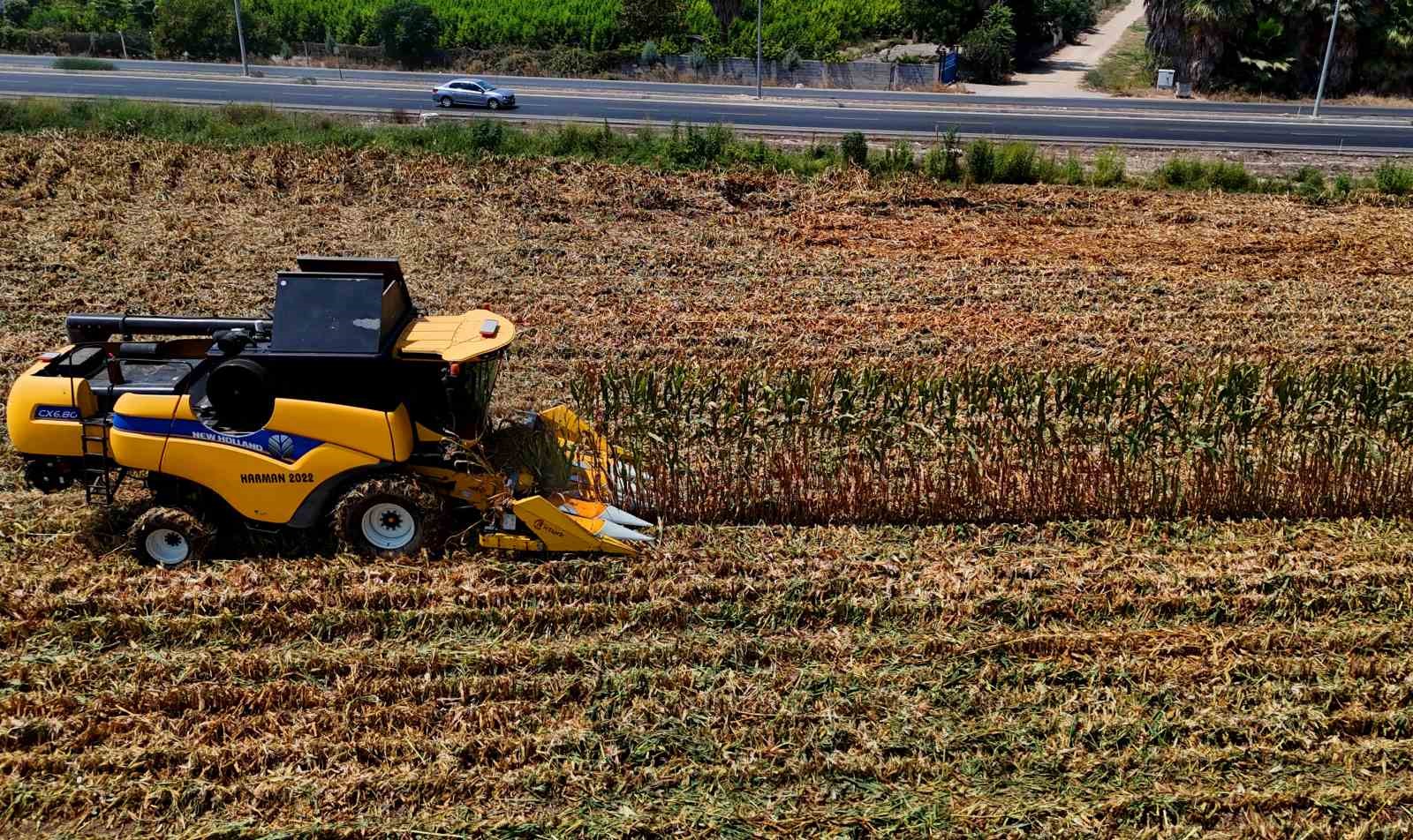Çukurova’da mısır hasadı başladı: 1,5  milyon ton mısır rekolte bekleniyor