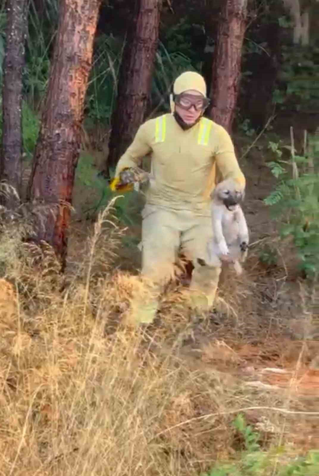 Orman ekipleri Çanakkale’de devam eden yangında kaplumbağa ve köpek yavrusunu kurtardı