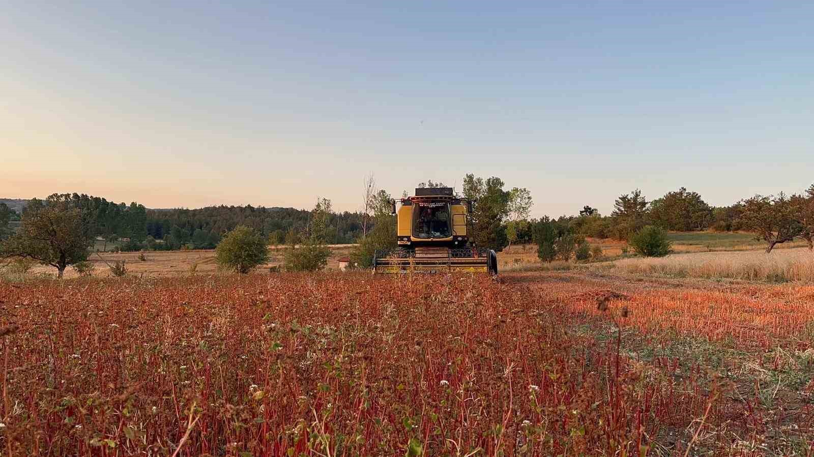 Çölyak hastalarının besin kaynağı karabuğdayın hasadı başladı