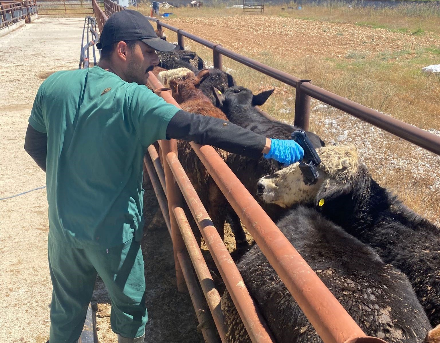 Çavdarhisar’da ithal hayvan kontrolleri yapıldı