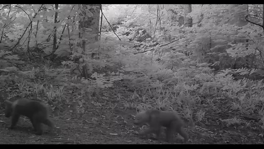 Boz ayı yavruları fotokapana takıldı