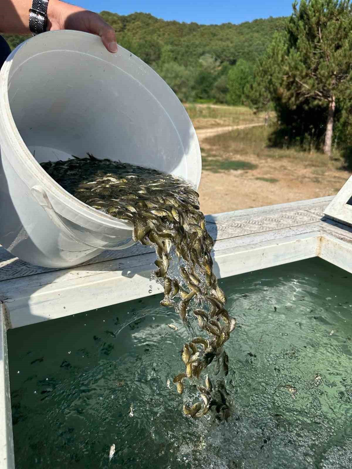 Bolu’dan, Ankara ve Kırıkkale’ye 2.5 milyon yavru sazan gönderildi