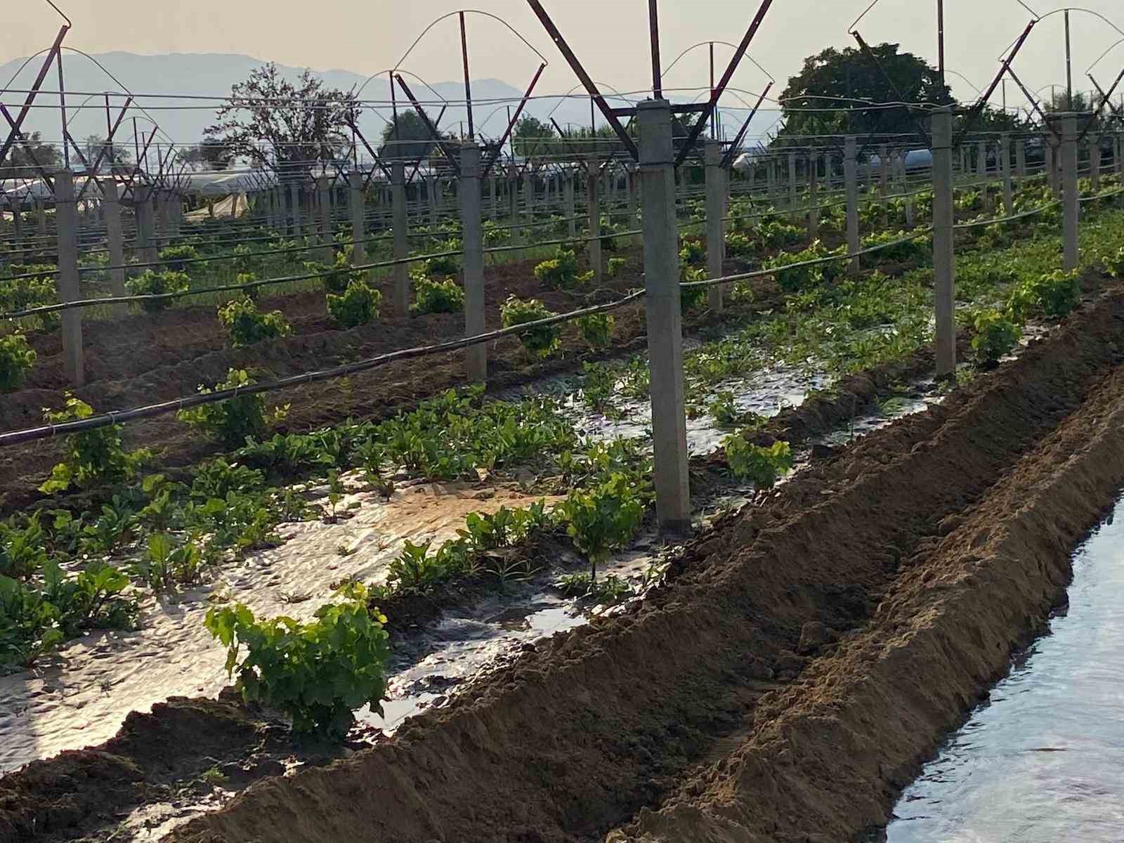 Kışlık sebzeler toprakla buluşmaya başladı