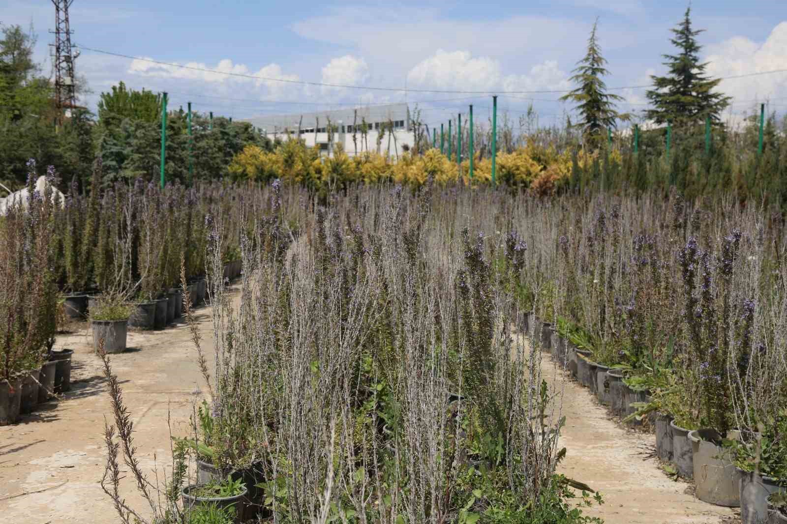 Battalgazi’de 210 bin fidan toprakla buluştu