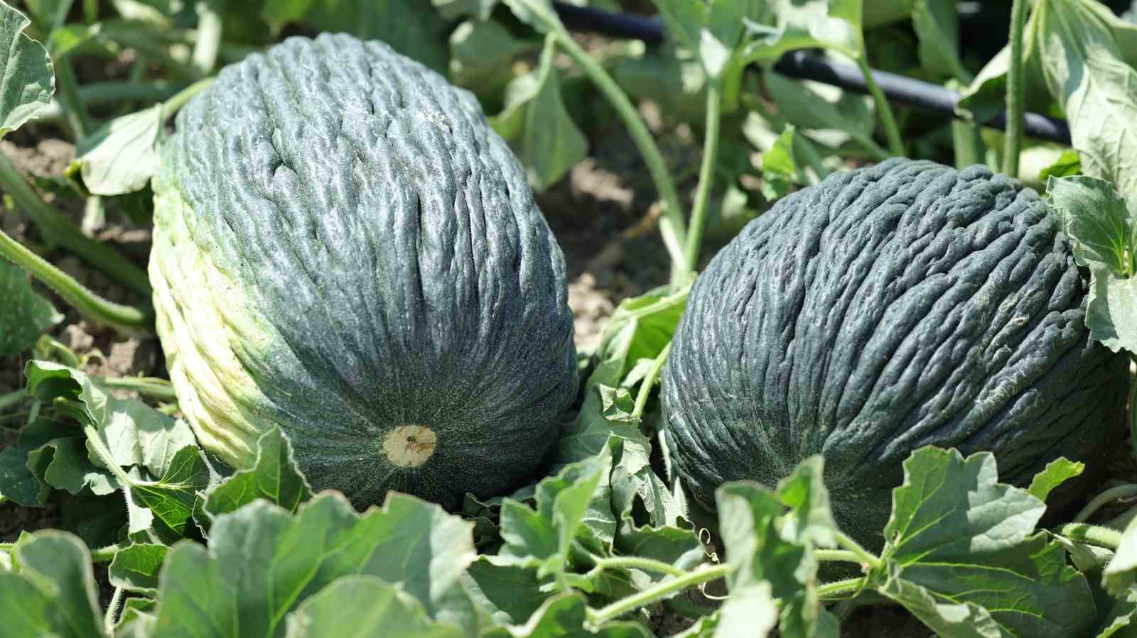 Kahramankazan kavunu için umutlar yeşerdi