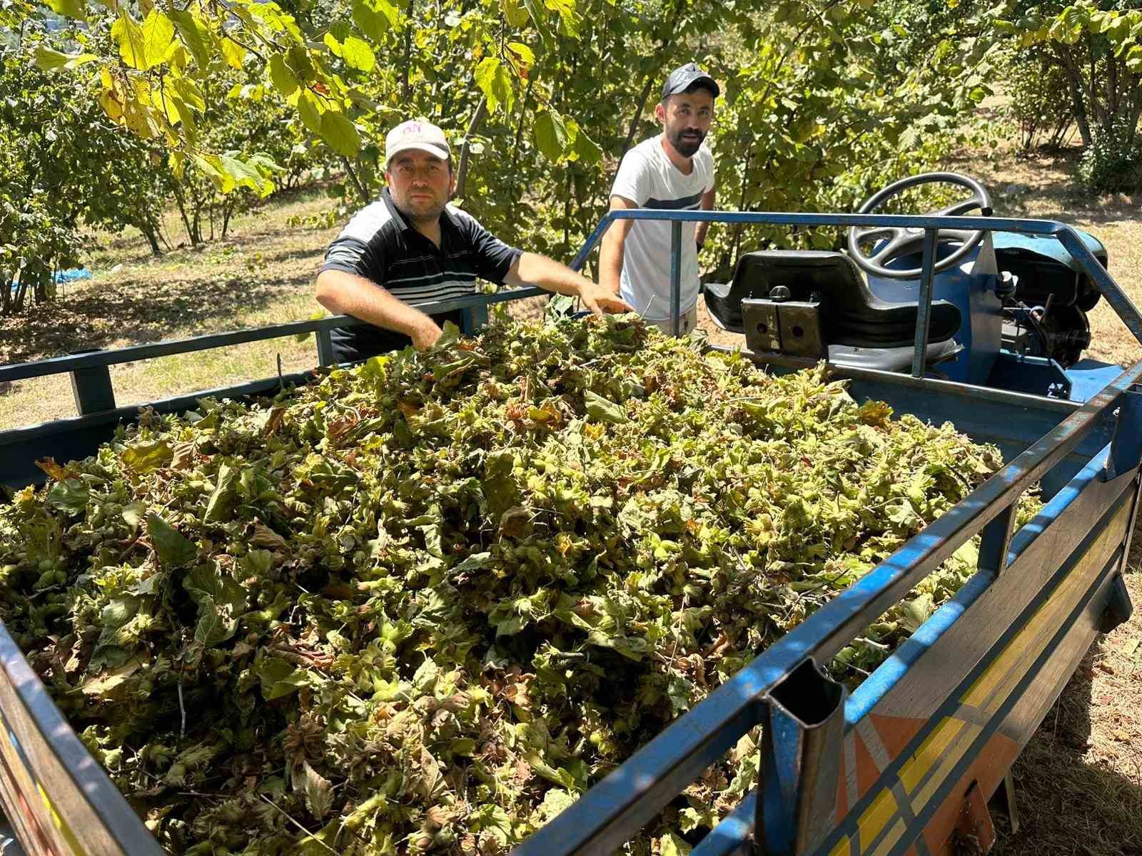 Fındık hasadı başladı, tırpan ücretleri rekor kırdı