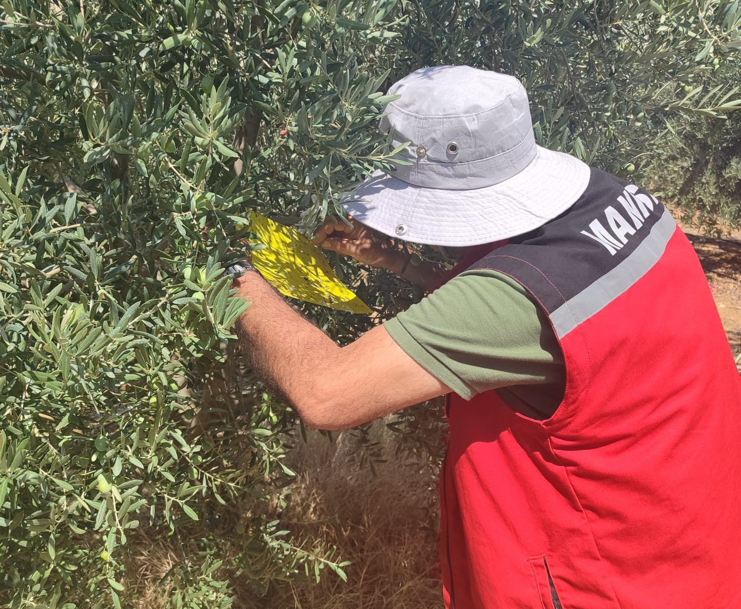 Salihli İlçe Tarımdan ‘zeytin sineği’ uyarısı