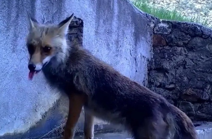 Fotokapana yakalanan sincap ve tilki görenleri gülümsetti