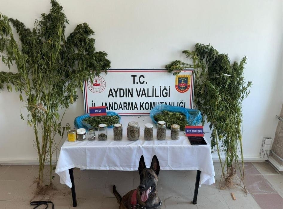 Aydın’da jandarmadan uyuşturucu operasyonu: 12 şüpheli yakalandı