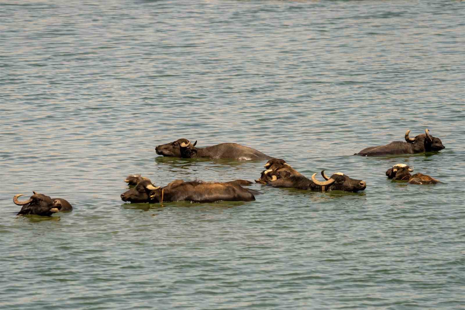 Diyarbakır’da sığır ve mandalar Kabaklı Gölü’nde serinliyor