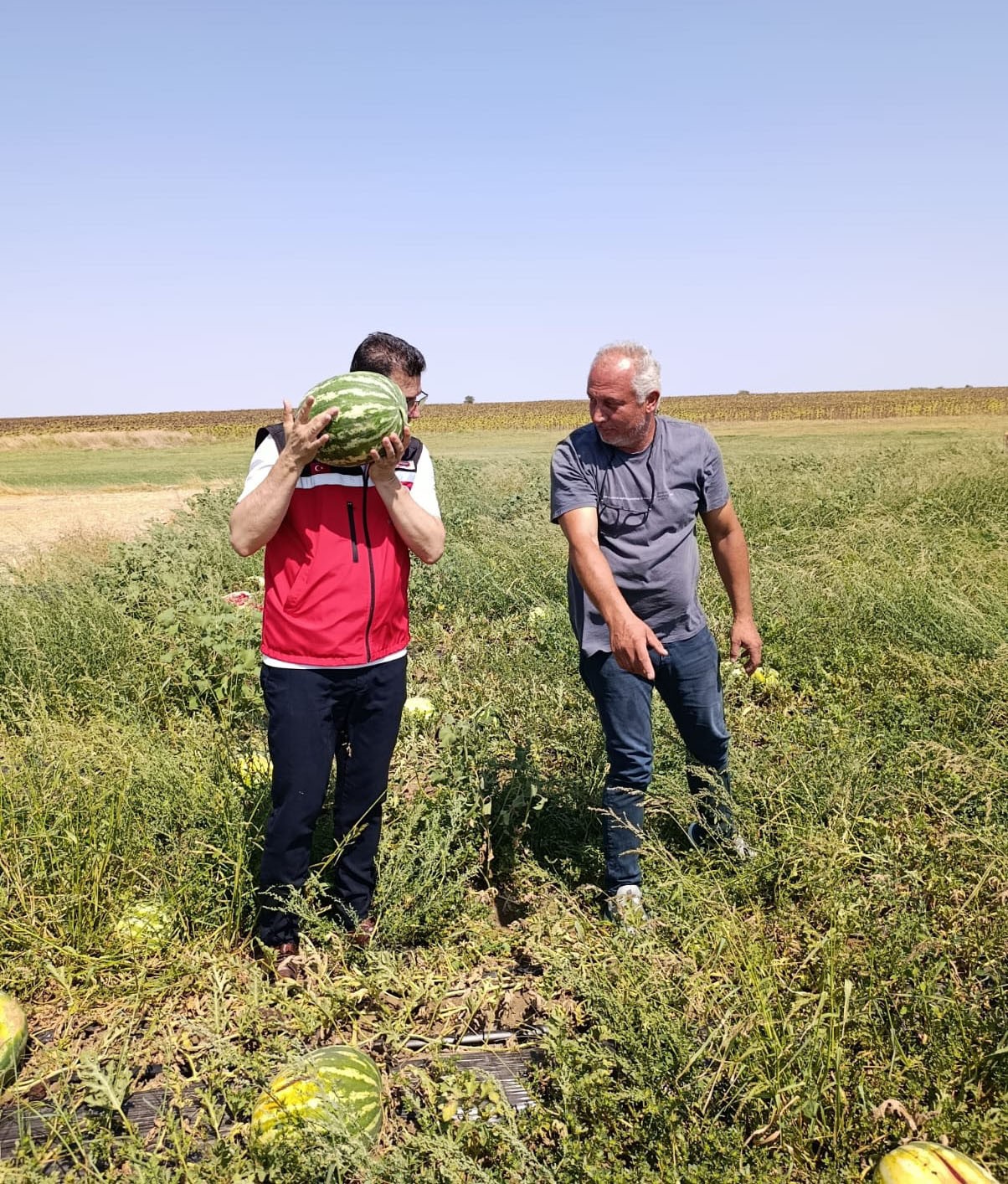 Tekirdağ’da karpuz üretimine yakından takip