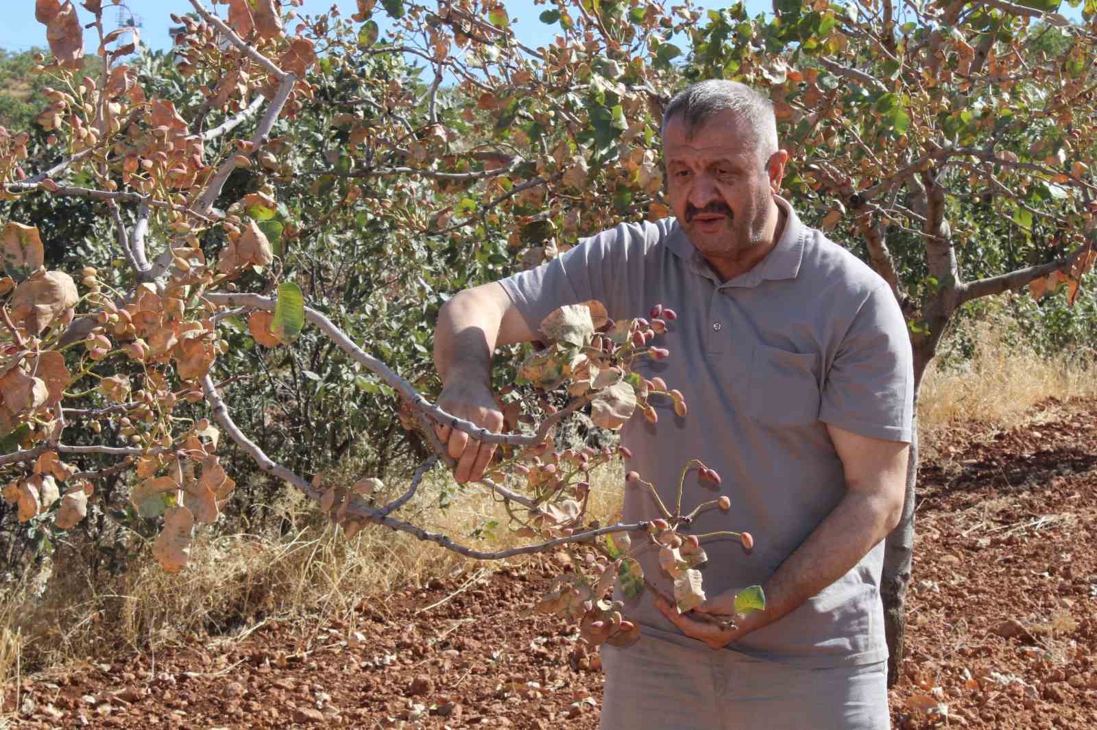 Aşırı sıcaklar Siirt fıstığını vurdu; rekoltede yüzde 80 kayıp bekleniyor