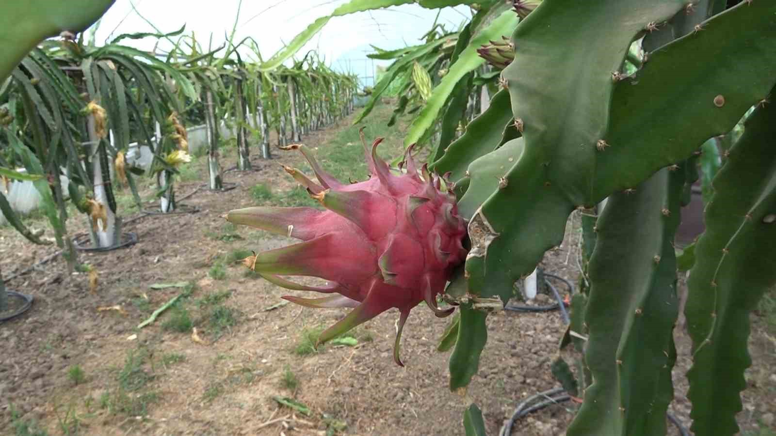 Ejder meyvesi hasadı yüzleri güldürdü