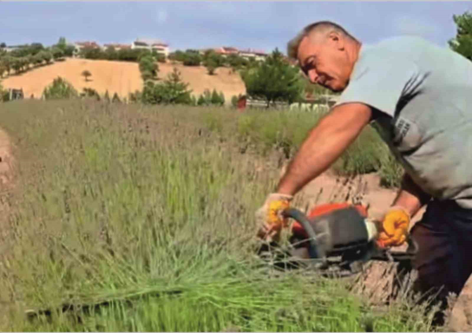 Gediz’de lavanta hasadı başladı