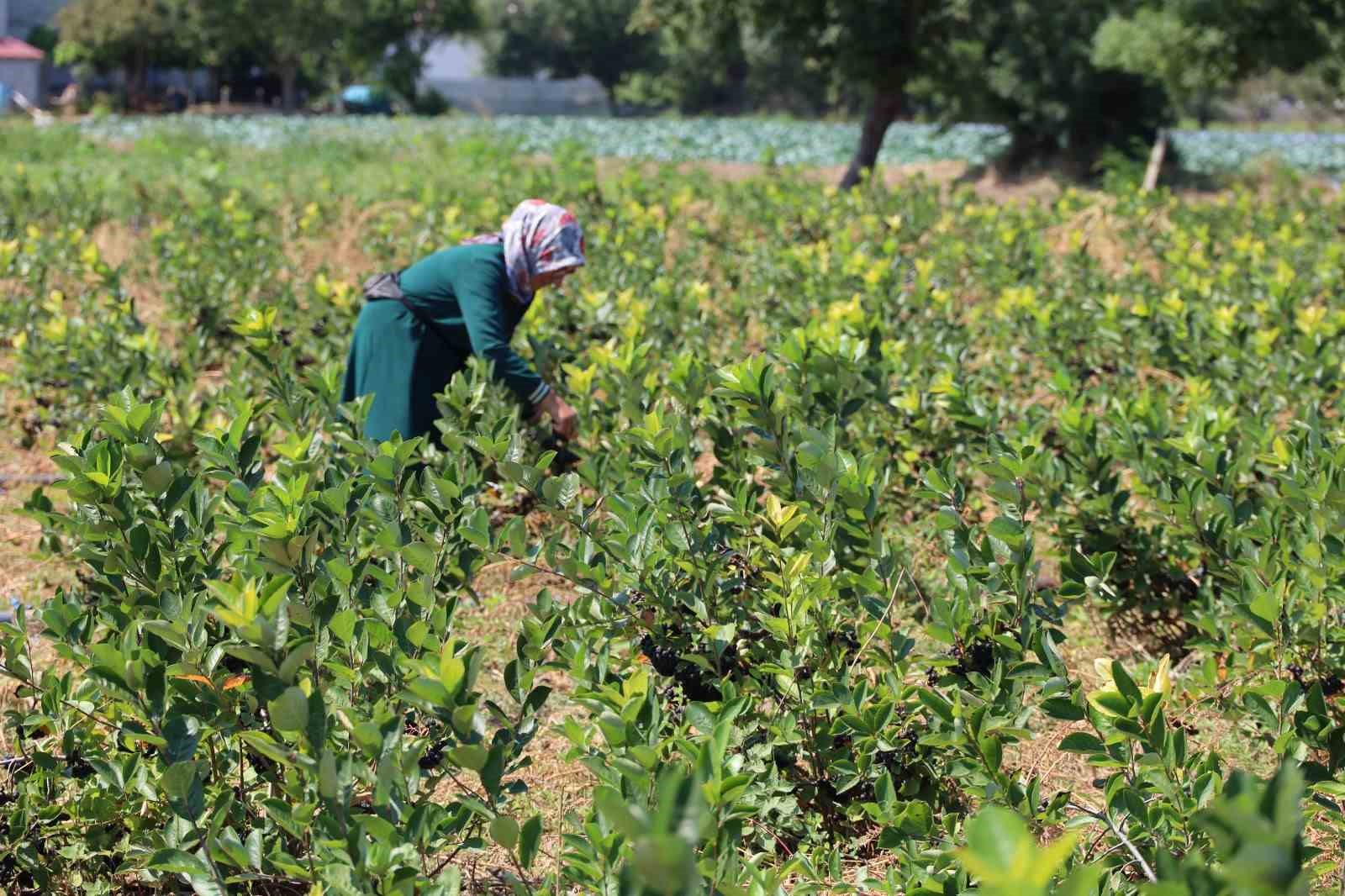 Bafra Ovası’nda aronya üretimi yaygınlaşıyor