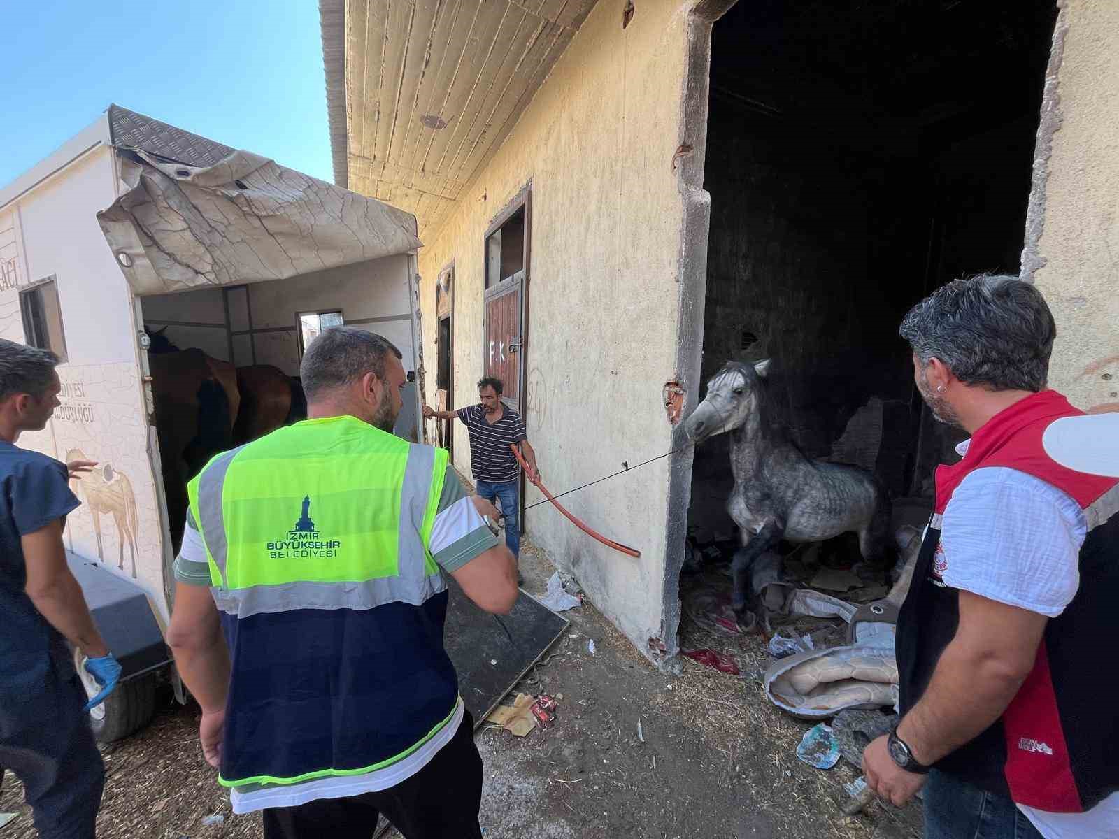 Buca’daki haralara terk edilen sahipsiz atlar kurtarıldı