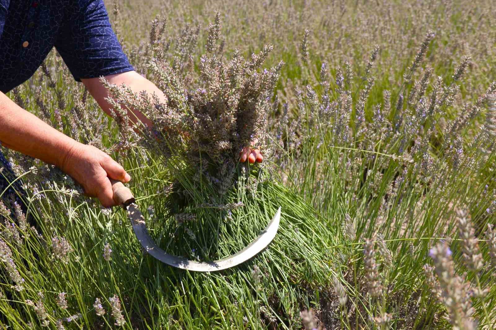 Eskişehir’de ilginç lavanta hasadı