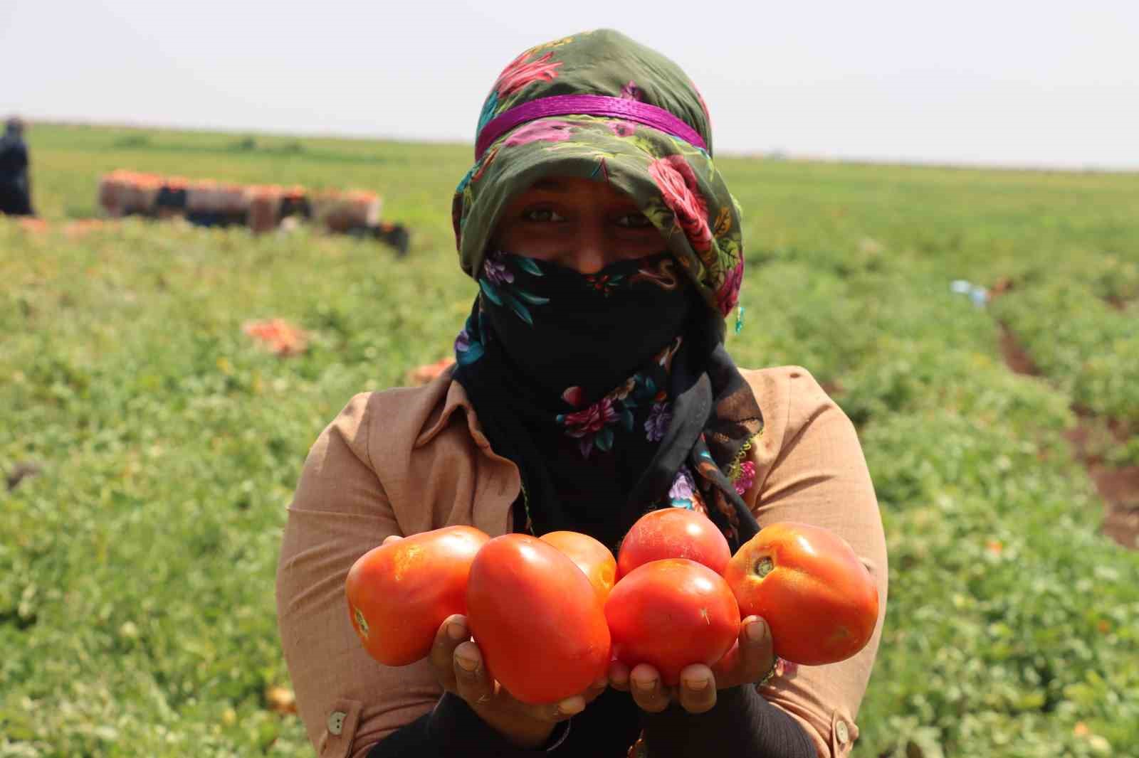 Siverek’te üretilen domatesler kurutularak dünyaya ihraç ediliyor