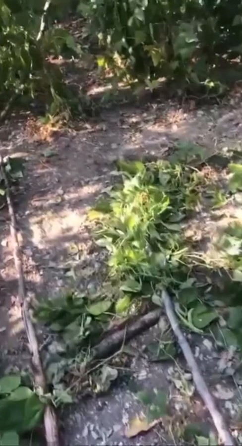 Sinop’ta ayı tedirginliği