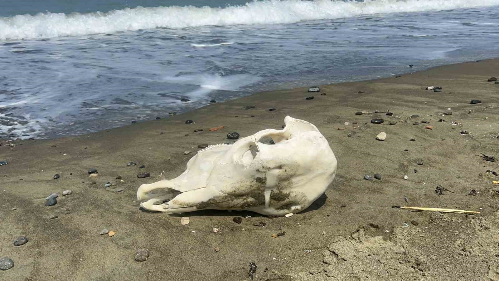 Denizden telef olmuş angus çıktı