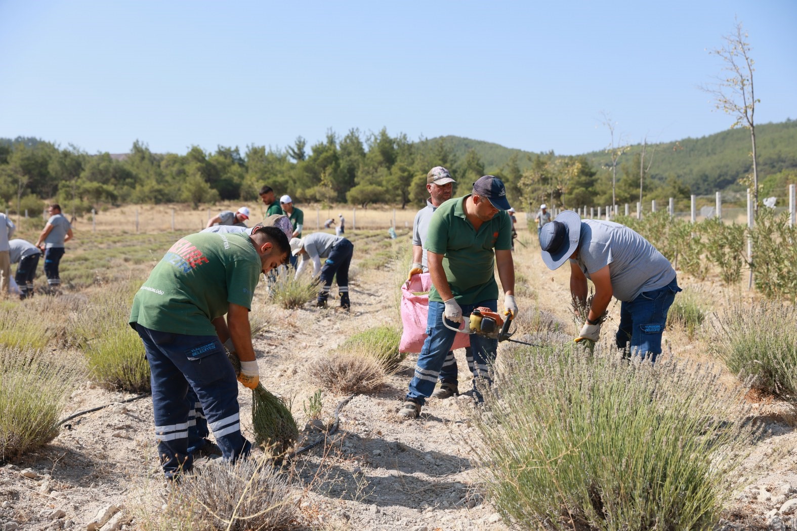 Yunusemre’de lavanta hasadı başladı