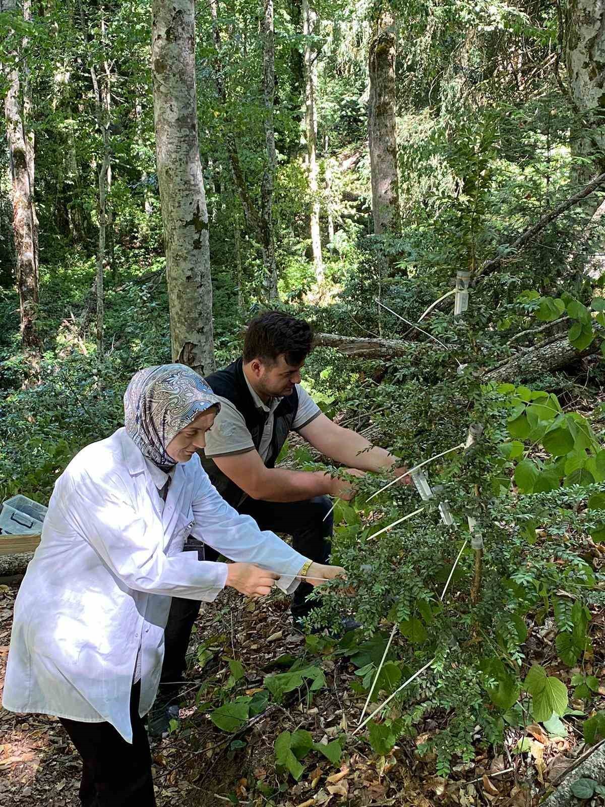 Şimşir Güvesine karşı biyolojik mücadele: 5 bin faydalı böcek salındı