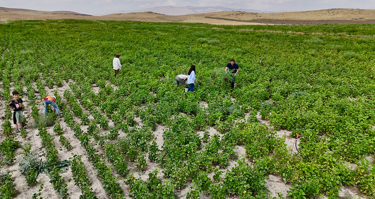 Ağrı’da yetişmez denilen fasulye, yüksek verimiyle dikkat çekti