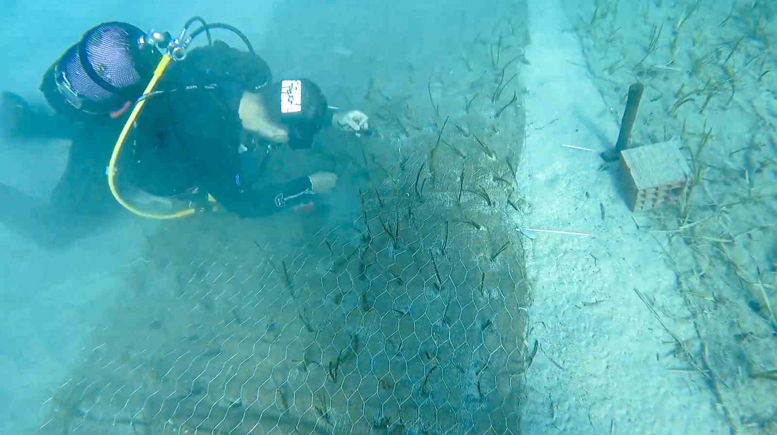 Göcek’te 2 bin yaşında deniz çayırı keşfedildi