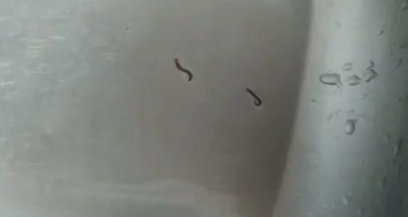 Tekirdağ’da içme suyu şebekesinden kurtlar çıktı