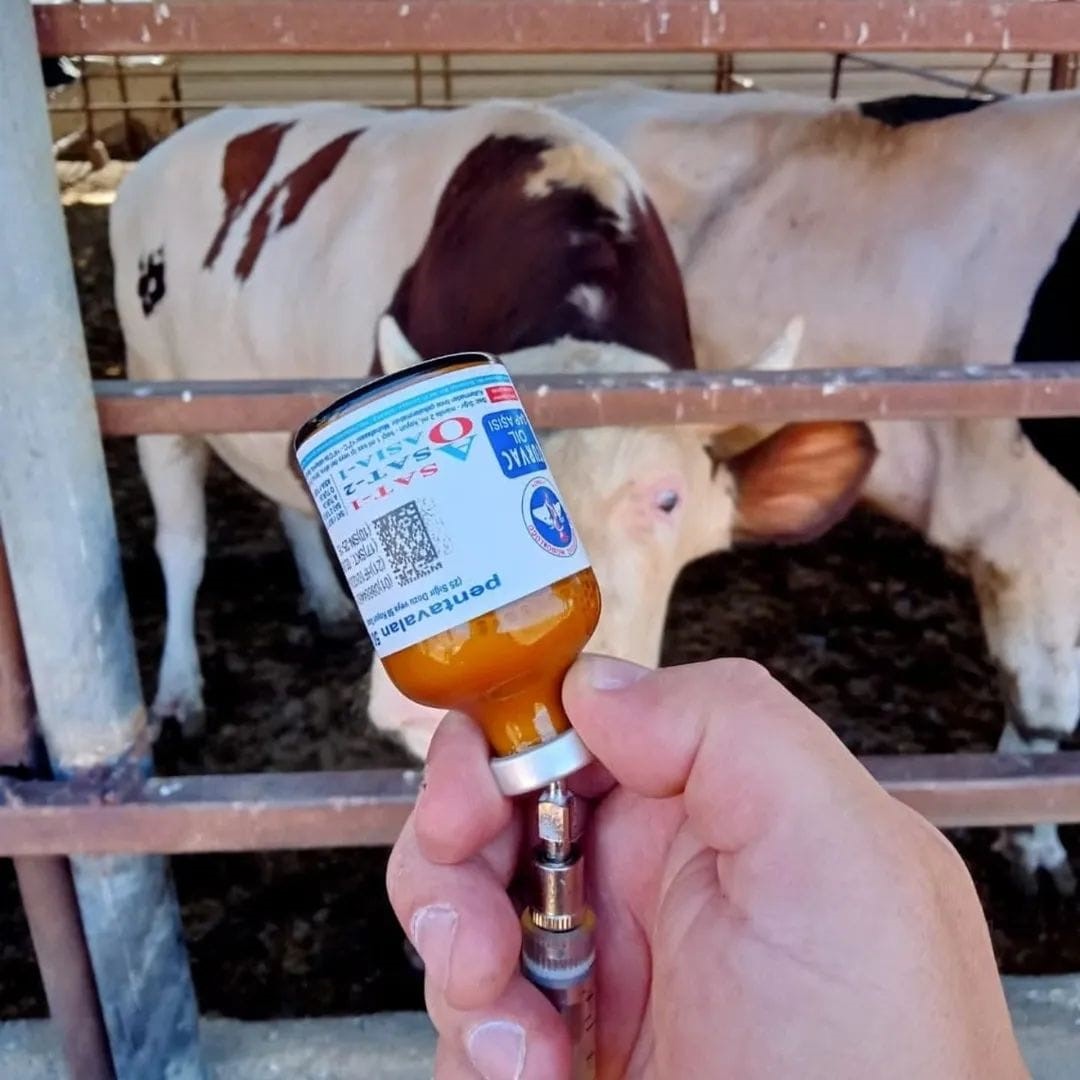 Yozgat’ta kapatılan hayvan pazarları yeniden açıldı