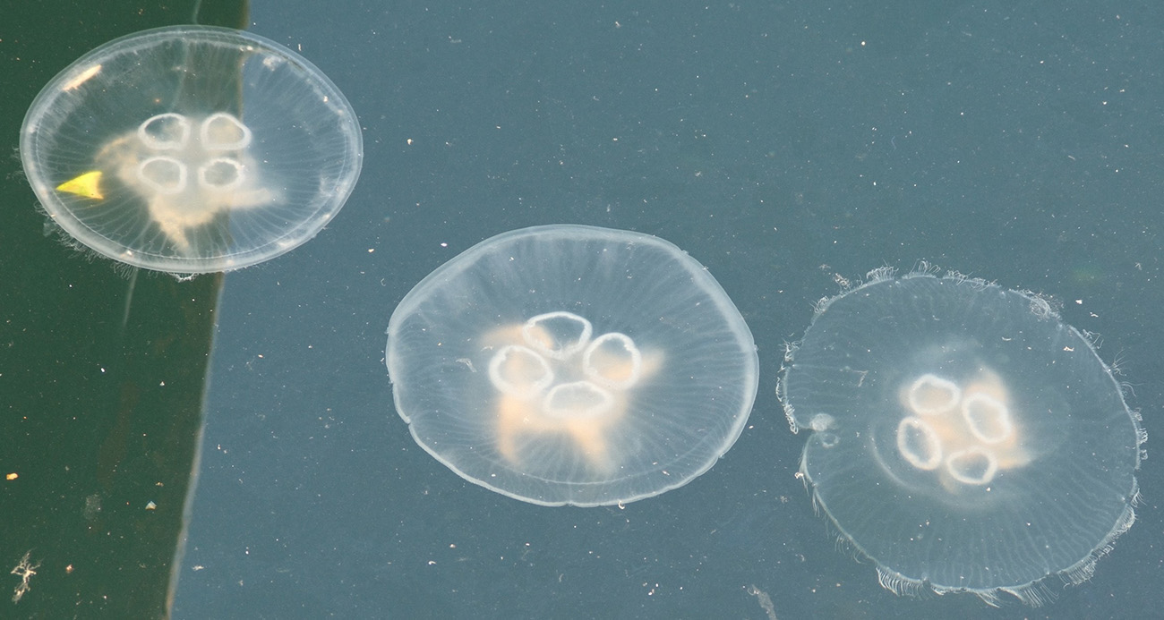 Müsilaj bitti bu kez denizanası kabusu başladı