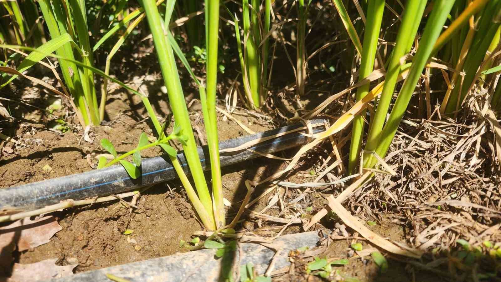 Çanakkale’de çeltikler 5 yıldır damla sulama yöntemiyle yetiştiriliyor