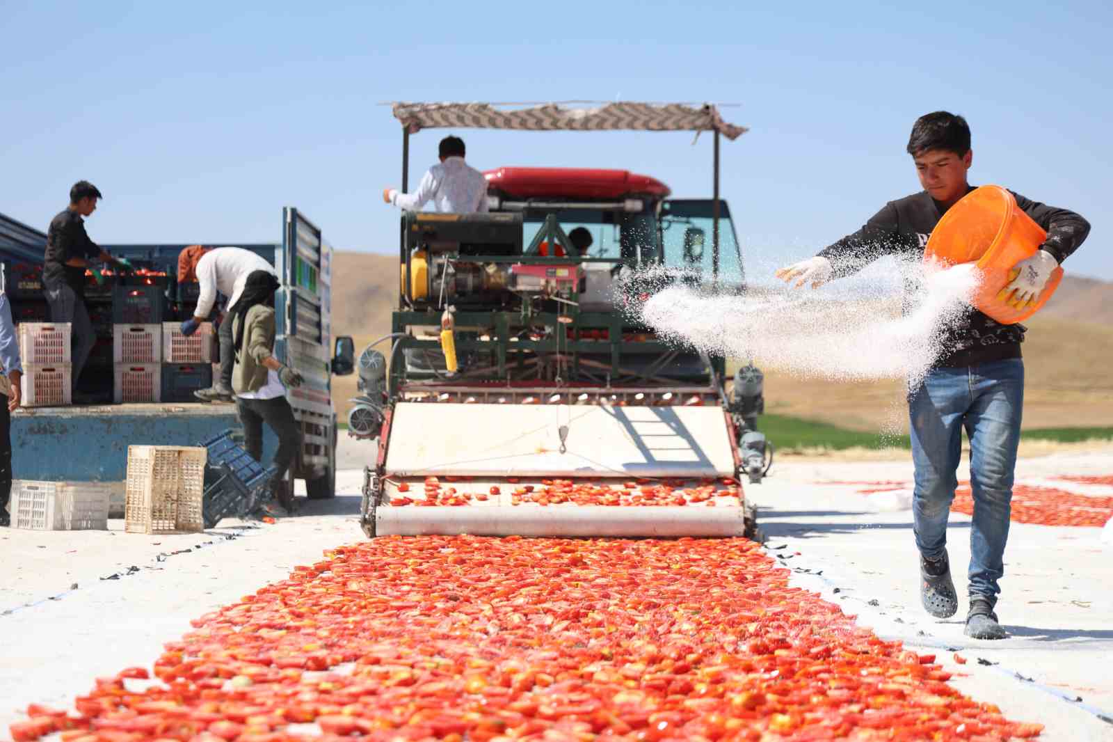 Dünya sofralarını süsleyen domateste 15 bin 300 ton rekolte bekleniyor